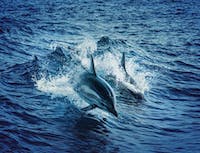 dolphin